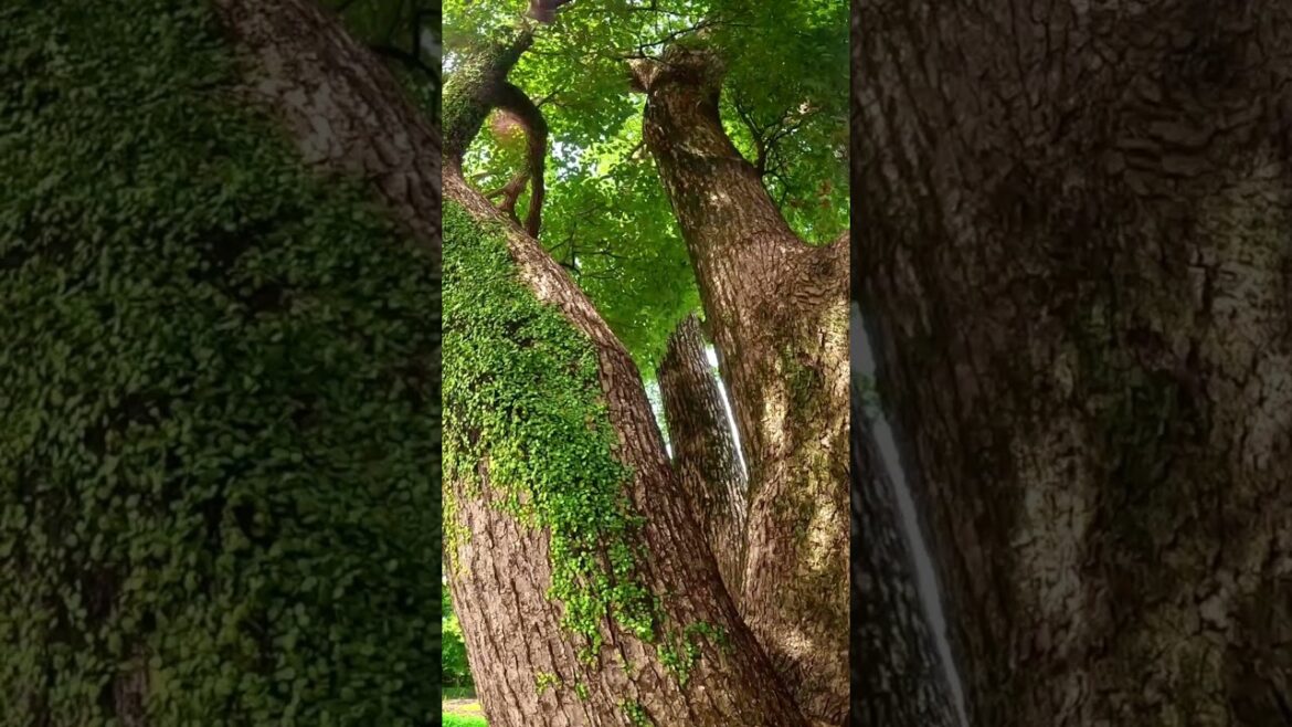 ヤマトタケル伝説が残る場所｜静岡　焼津神社｜yaizujinja shizuoka Japan